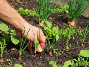 A gardener's hand pulls weeds to stop weeds from growing amongst young onion plants in a veggie patch.