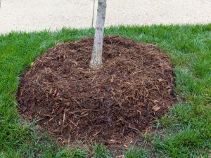 A young tree trunk emerges from a circular bed of dark brown wood chip **eco friendly mulching options** surrounded by green grass.