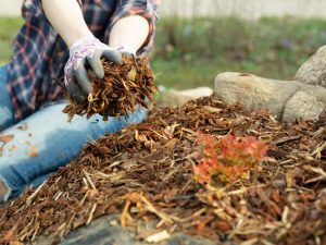 A person wearing gardening gloves and a plaid shirt spreads **eco friendly mulching options**, consisting of shredded bark, around a small plant in a garden bed bordered by rocks.