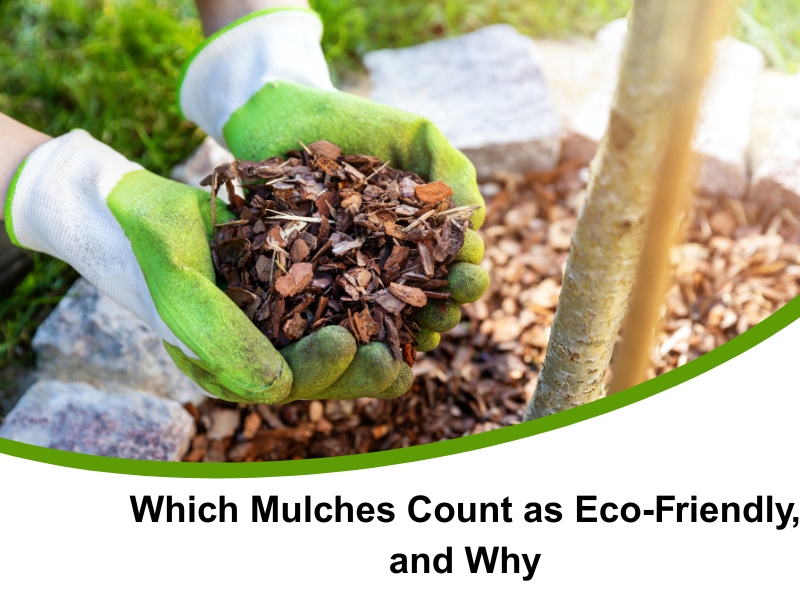 Two gloved hands hold a pile of dark brown wood chip **eco friendly mulching options** over a garden bed mulched with similar material around the base of a young tree.
