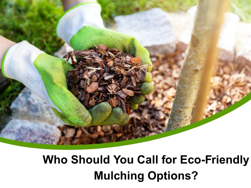 Two gloved hands hold a pile of dark brown wood chip **eco friendly mulching options** over a garden bed mulched with similar material around the base of a young tree.