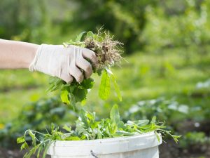 Gloved hand pulling weeds to stop weeds from growing in the garden.
