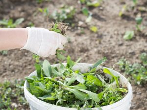 Hand pulling weeds into bucket as part of mulching solutions for weed control in home garden beds.