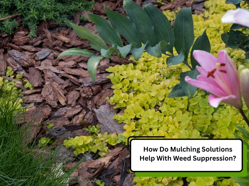 Mulching solutions shown in garden bed with bark mulch suppressing weed growth between flowering plants and groundcovers.