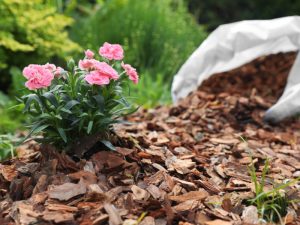 Fresh bark chips applied around pink flowers as mulching solutions for preventing weed emergence in landscaped garden.