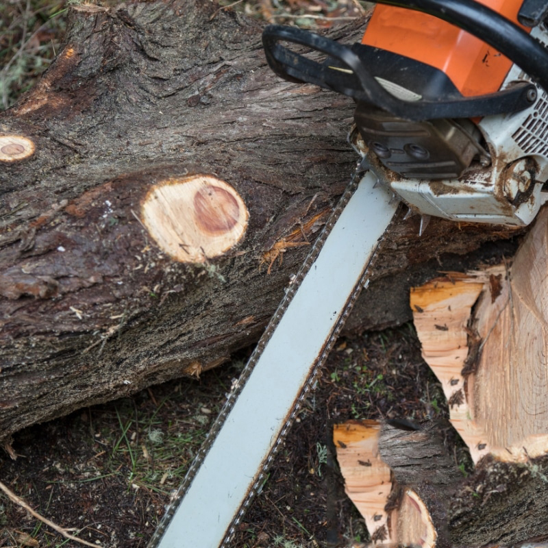 Image presents Looking for Reliable Tree Lopping Near You? Trust Our Expert Service!