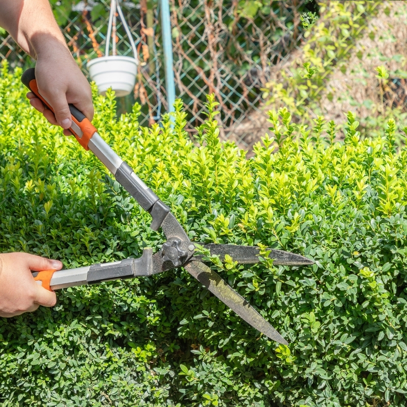 A landscaper in Sydney trimming hedges with precision and care.