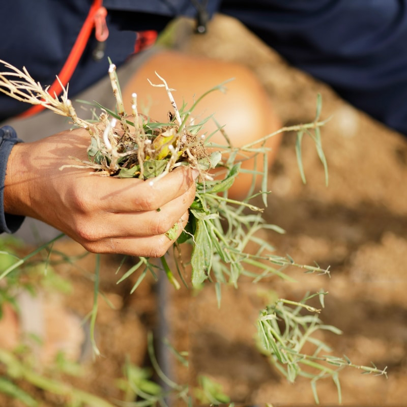 Image presents Trusted Weed Removalists