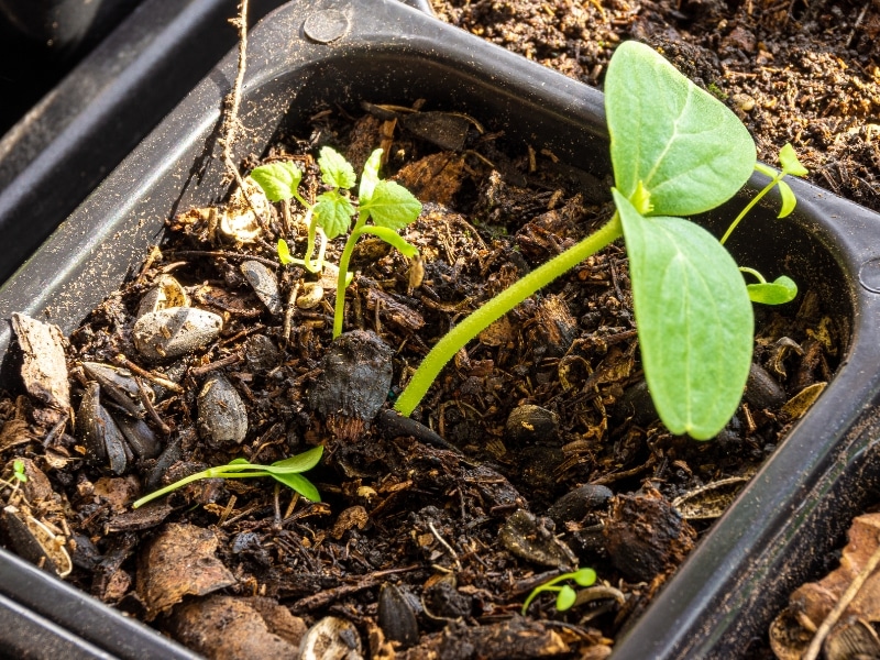 Seedling sprouting in soil with decomposing wood chips in gardening tray