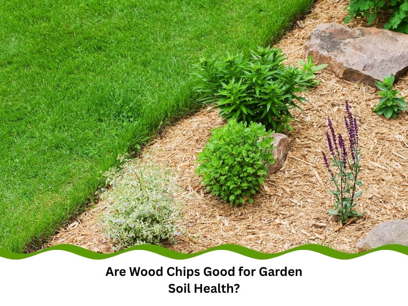 Healthy garden showing plants thriving in wood chips mulch with question about soil health