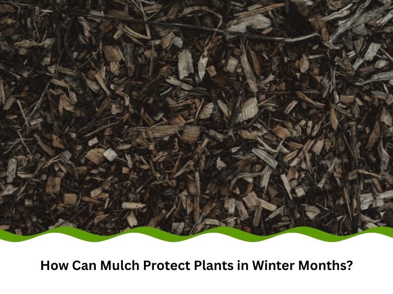 Wood mulch layer on garden bed used as mulch to protect plants in winter.