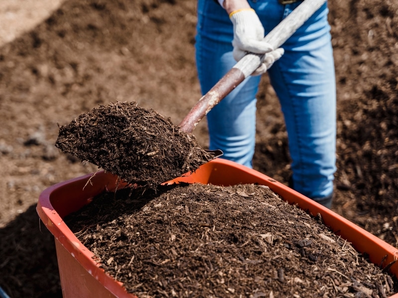 Person using shovel to load compost mulch into a red wheelbarrow at a garden or compost site