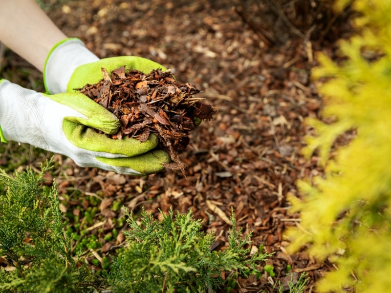 Gardener placing mulch to protect plants in winter using gloved hands.