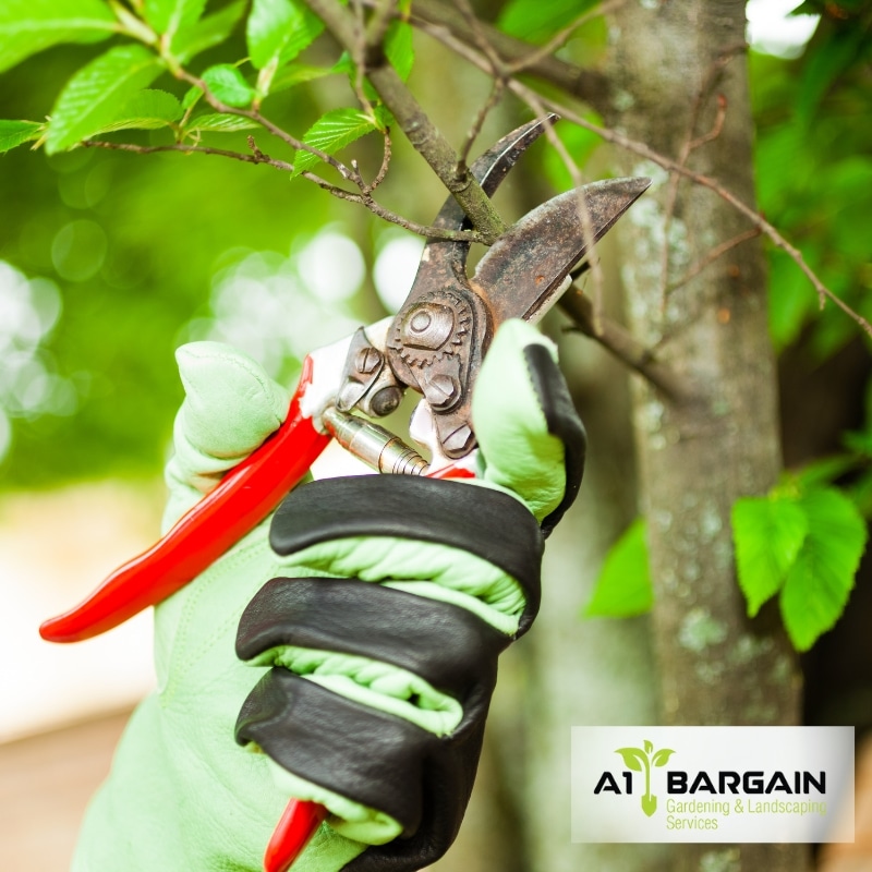 image presents Tree Pruning and Trimming in Sydney