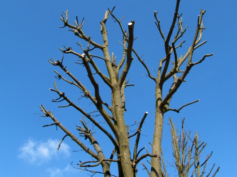 what is a tree lopper – image of heavily pruned tree under blue sky