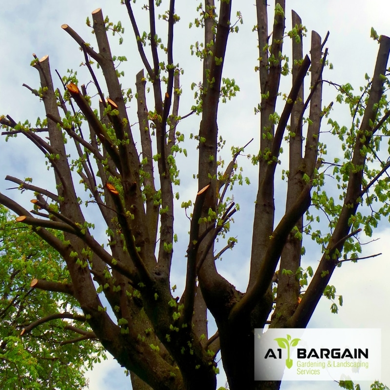 Expert Arborists in Sydney inspecting a mature gum tree