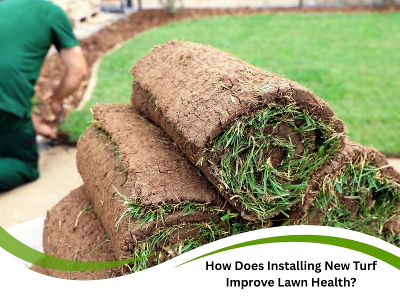 Installing new turf rolls for a healthy and green lawn surface.