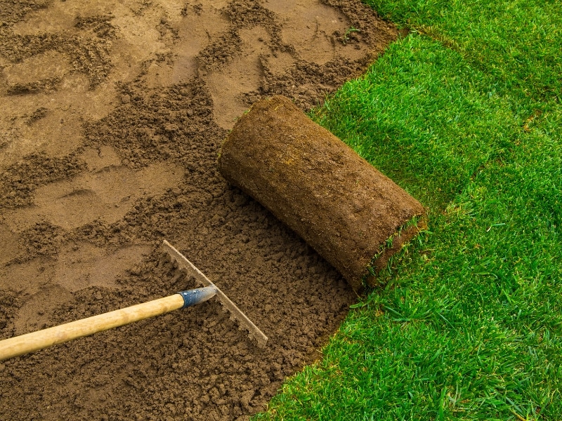 Installing new turf on prepared soil for healthy grass growth.