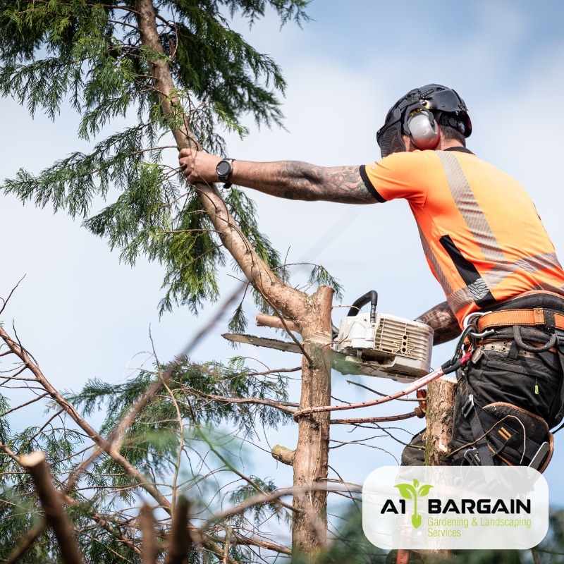 The image presents tree loppers near me. tree loppers tree removal tree services tree lopper tree cutting