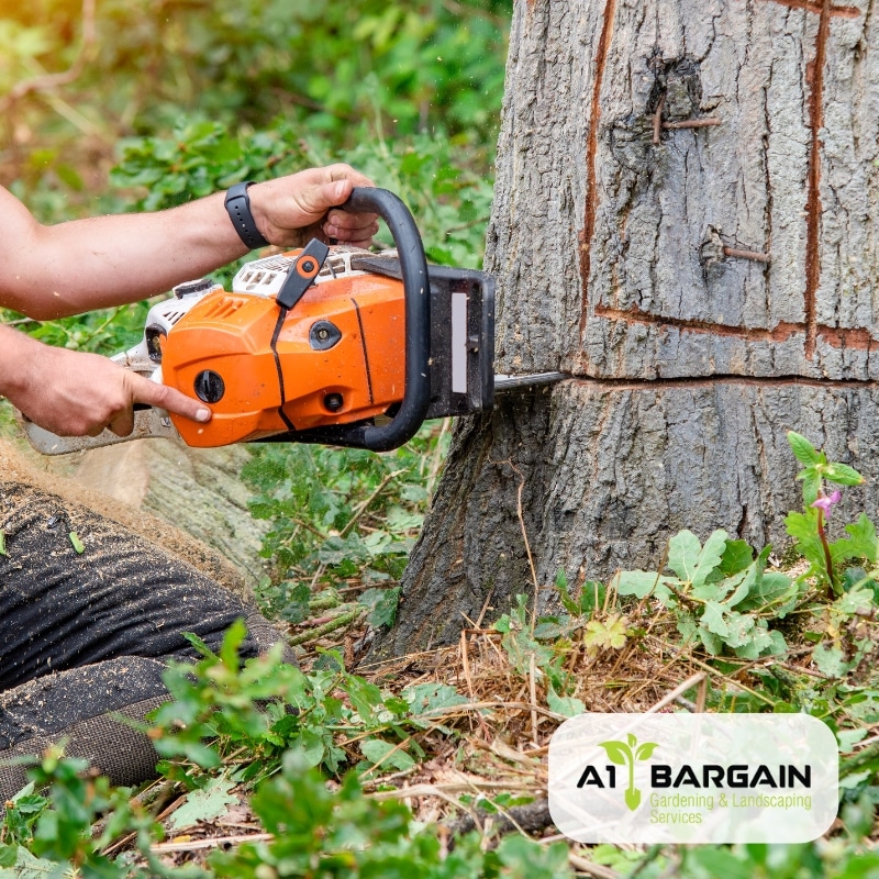 The image presents tree lopping in Sydney.