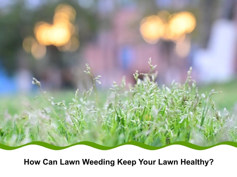 Close-up of grass with visible weeds – lawn weeding for healthy turf