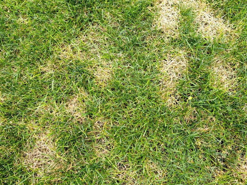 damaged lawn patches showing stress in buffalo turf grass