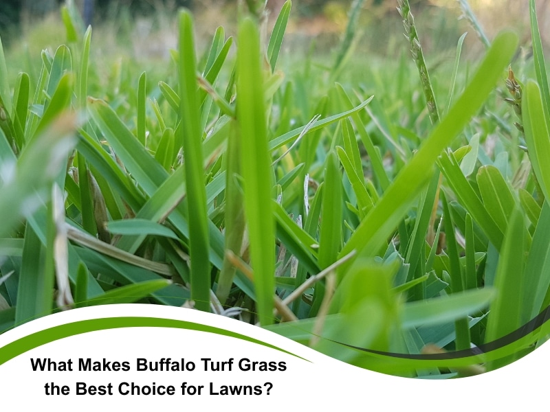 close-up of fresh buffalo turf grass blades in sharp detail
