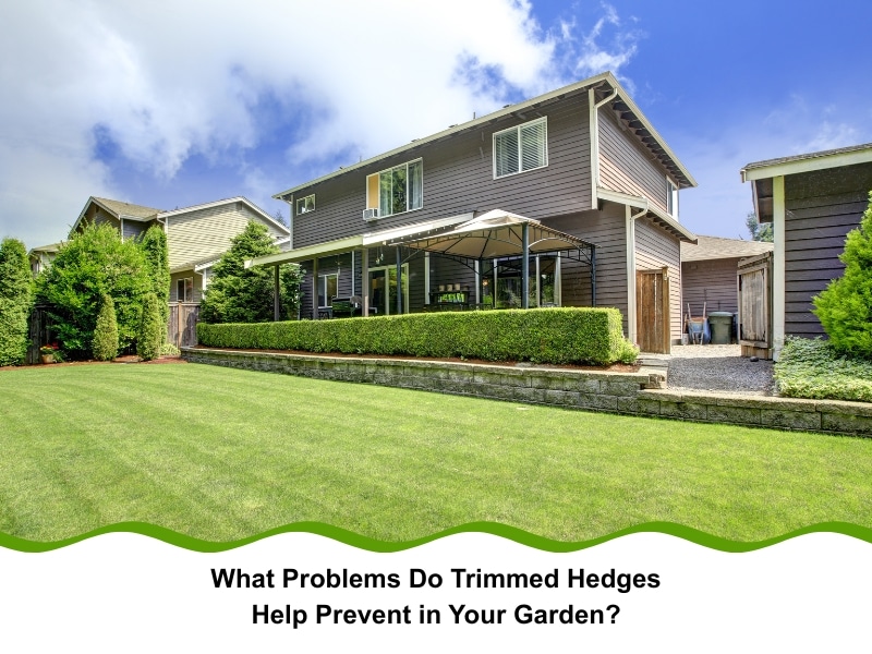 Backyard garden with neatly trimmed hedges around a suburban home.