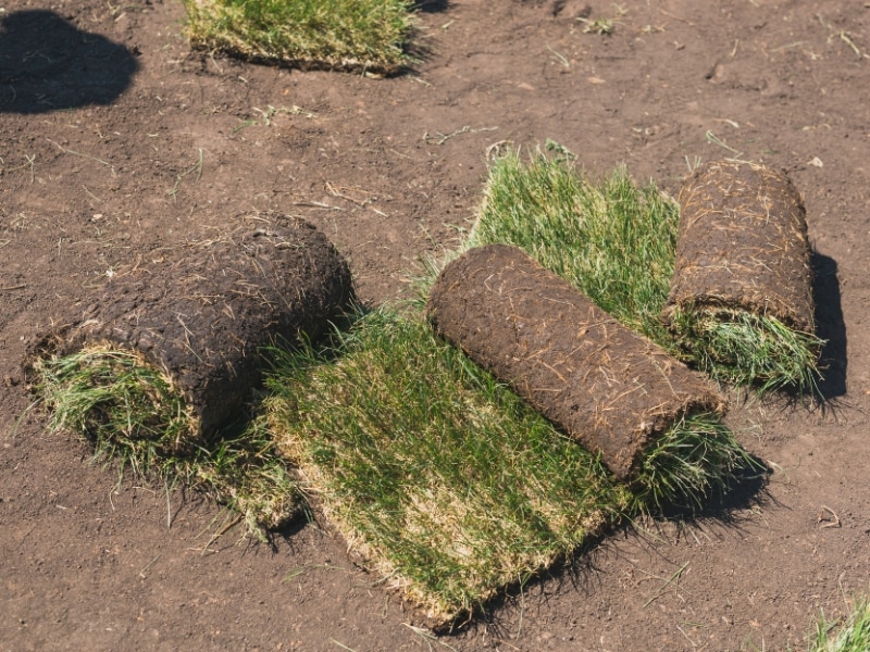Preparing soil for turf laying with fresh turf rolls on bare ground ready for installation.