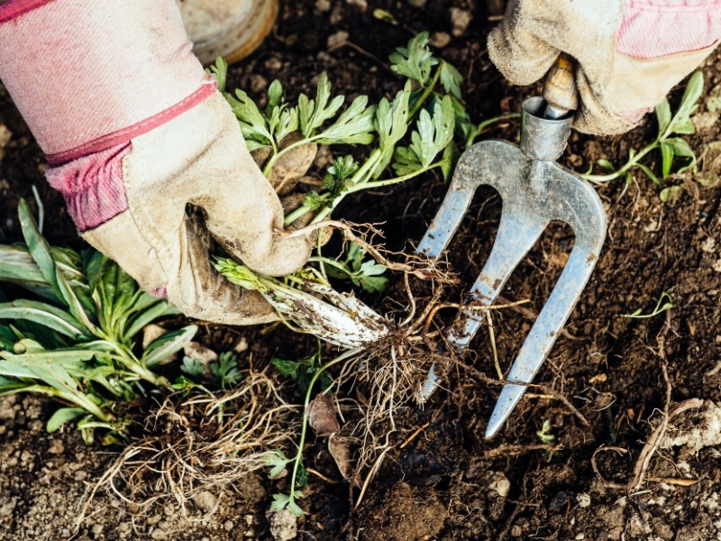 Gardener using hand fork to remove weeds while preventing weeds in garden soil naturally.