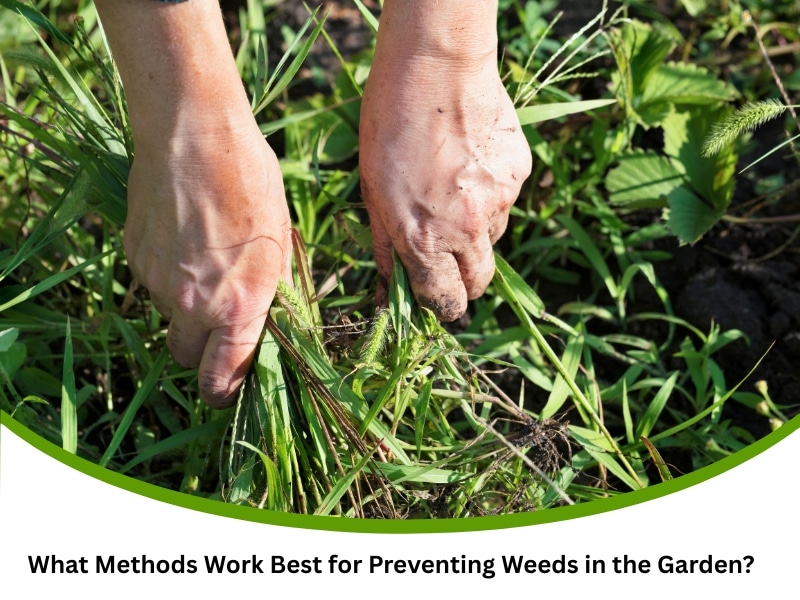 Hands pulling weeds by roots as part of preventing weeds in garden maintenance.