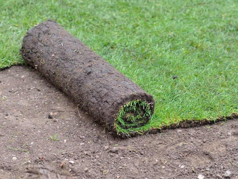 Freshly unrolled turf on leveled soil after preparing soil for turf laying.