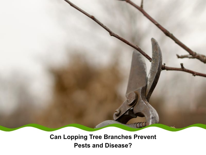 Metal pruners trimming a bare tree branch during winter, illustrating the importance of lopping tree branches for maintenance.
