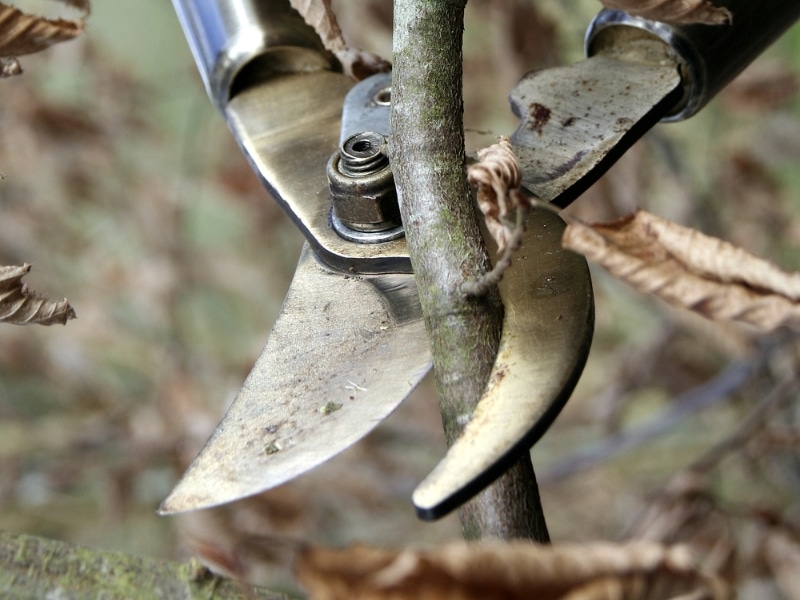 Close-up of pruning shears cutting a small branch, demonstrating the process of lopping tree branches for healthy growth.