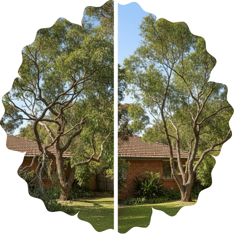 Before and after tree pruning showing improved shape and clearance