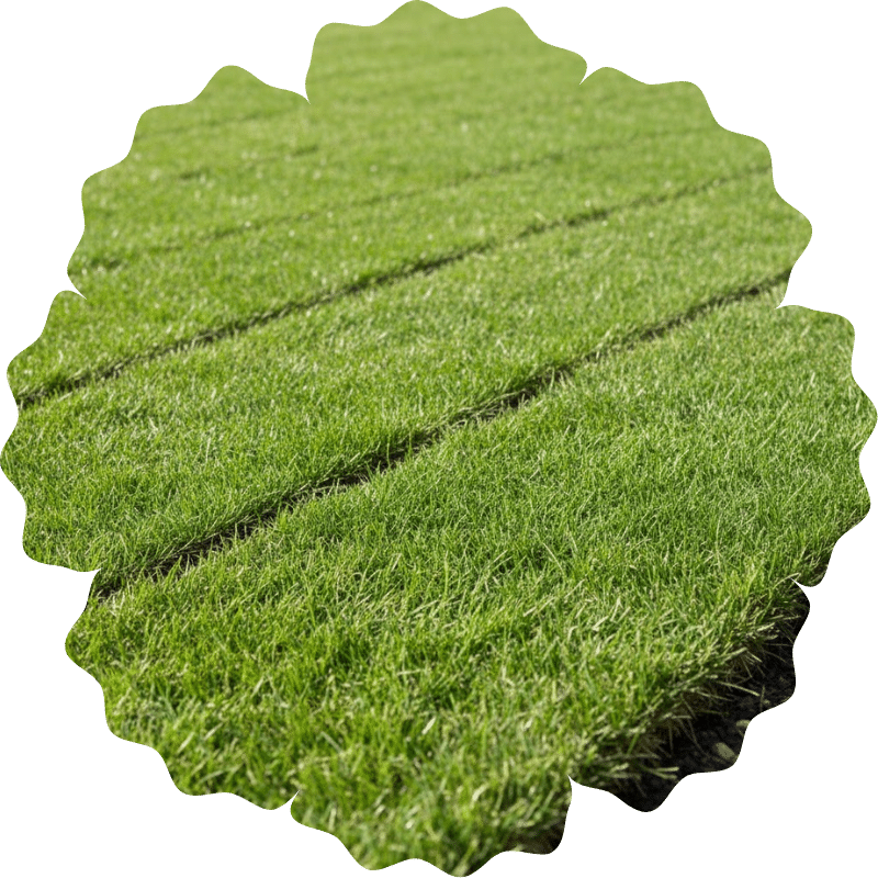New turf installation with tight seams and clean lawn edges