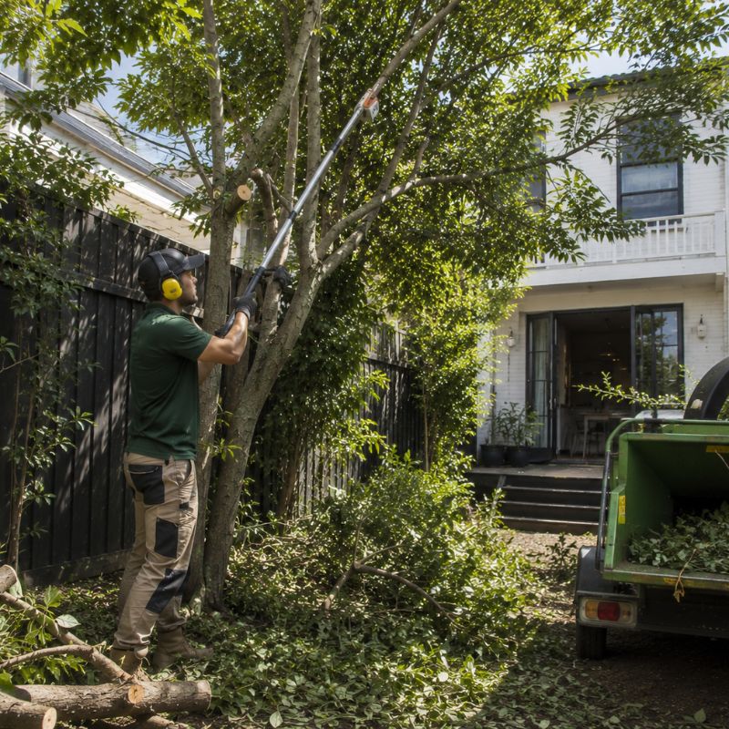 tree lopping being carried out on a Inner West property, part of landscaping Inner West