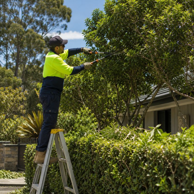 tree pruning and trimming being carried out on a The Hills Shire property, part of landscaping The Hills Shire