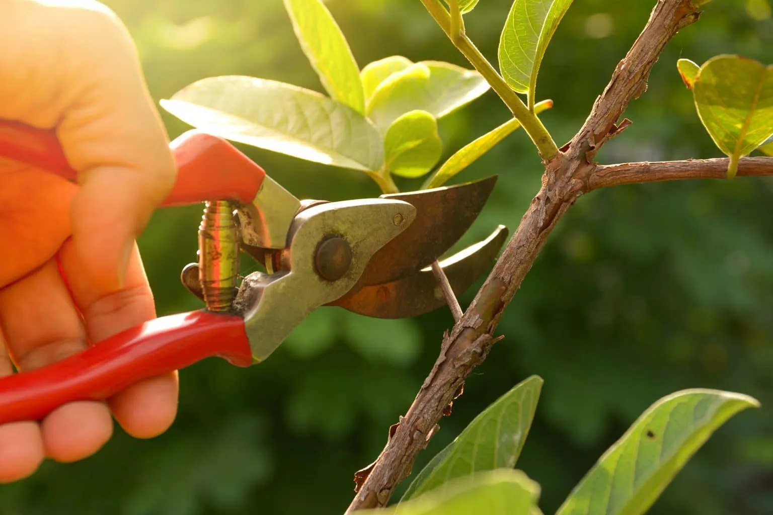 A second gardening example from Ashfield or the surrounding area